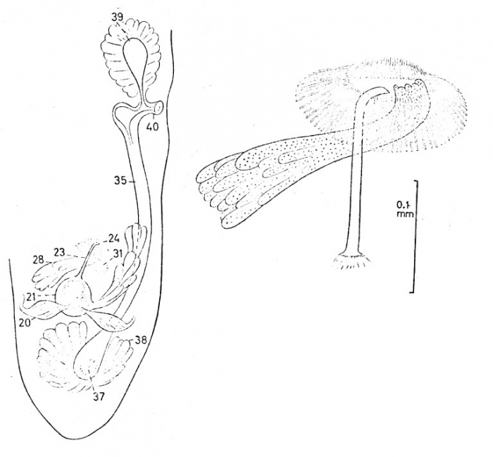 Archimonocelis coronata