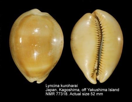 Lyncina kuroharai