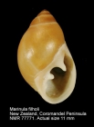 Marinula filholi