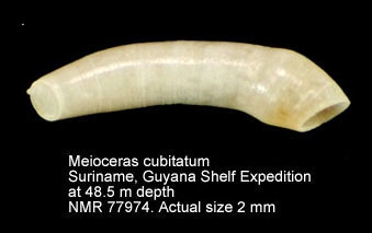 Meioceras cubitatum