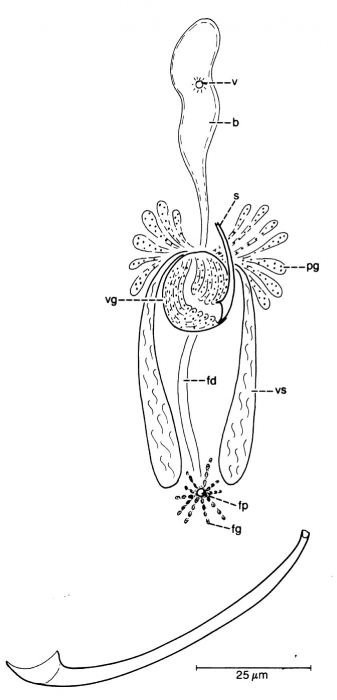 Archimonocelis glabrodorsata Archimonocelis glabrodorsata