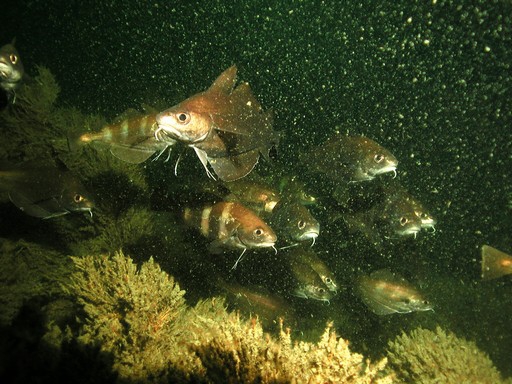 Trisopterus luscus (Linnaeus, 1758) Trisopterus luscus (Linnaeus, 1758)