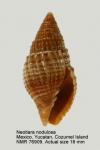 Neotiara nodulosa