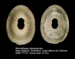 Monodilepas diemenensis