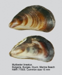 Mytilaster lineatus