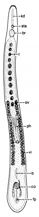 Archimonocelis glabrodorsata Archimonocelis glabrodorsata