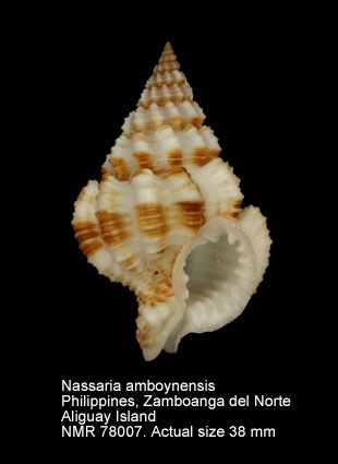 Nassaria amboynensis