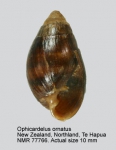 Ophicardelus ornatus