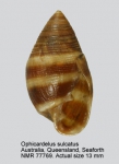 Ophicardelus sulcatus