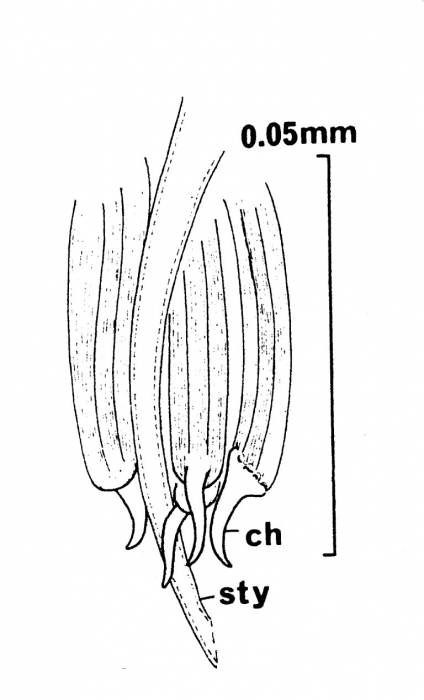 Archimonocelis helfrichi Archimonocelis helfrichi