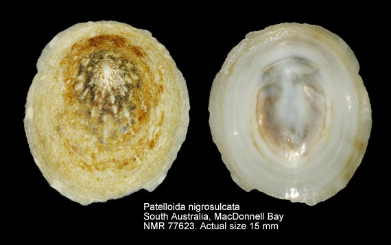 Patelloida nigrosulcata