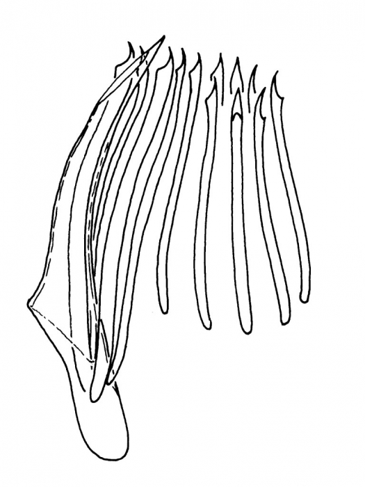Archimonocelis inopinata Archimonocelis inopinata