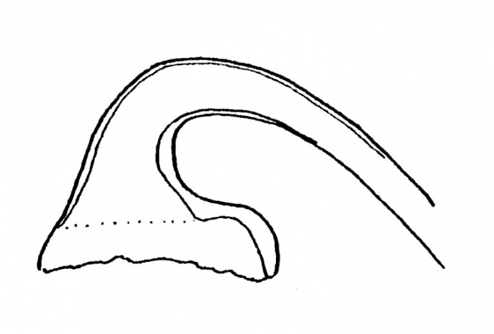 Archimonocelis itoi Archimonocelis itoi