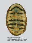 Mopaliidae