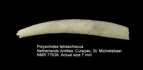 Polyschides tetraschiscus