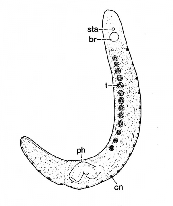 Archimonocelis keke Archimonocelis keke