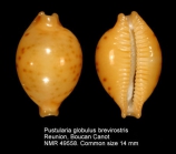 Pustularia globulus brevirostris