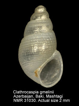 Clathrocaspia gmelinii