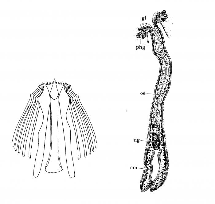 Archimonocelis medusa Archimonocelis medusa
