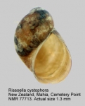 Rissoella cystophora