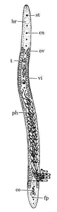 Archimonocelis medusa Archimonocelis medusa