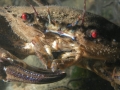 Crustacea (crustaceans)