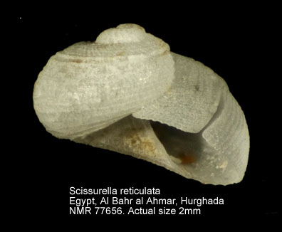 Scissurella reticulata