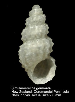 Simulamerelina gemmata