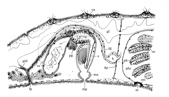Archimonocelis medusa Archimonocelis medusa