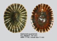 Siphonaria guamensis