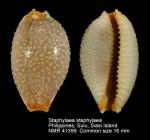 Staphylaea staphylaea