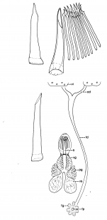 Archimonocelis monicae