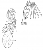 Archimonocelis puertoricana