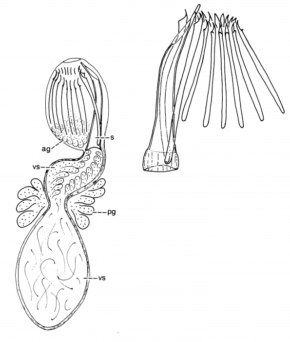 Archimonocelis puertoricana Archimonocelis puertoricana
