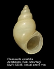 Clessiniola variabilis