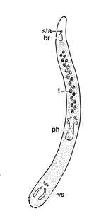 Archimonocelis rhizophoralis