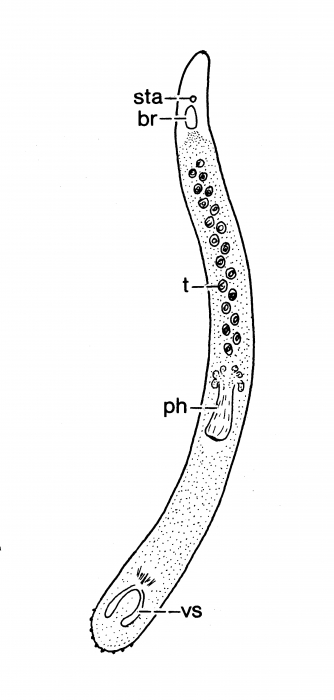 Archimonocelis rhizophoralis Archimonocelis rhizophoralis