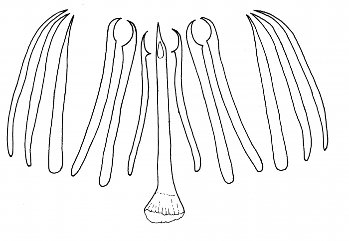 Archimonocelis rhizophoralis