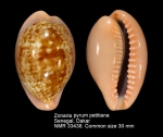Zonaria pyrum petitiana