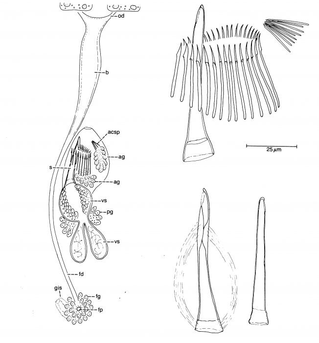 Archimonocelis sabra Archimonocelis sabra