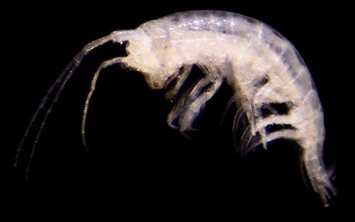 Pseudamphithoides incurvaria (Just, 1977)