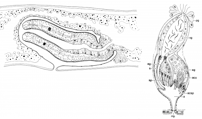 Archimonocelis staresoi Archimonocelis staresoi