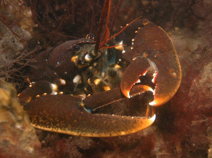 Homarus gammarus (Linnaeus, 1758) 