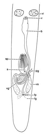 Meidiama schockaerti