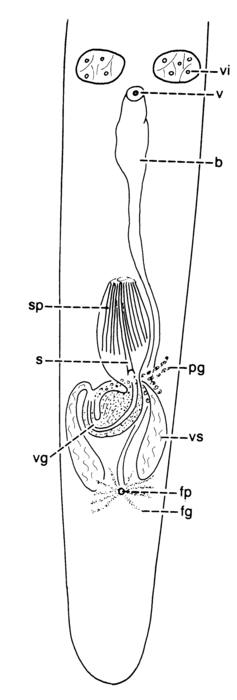 Meidiama schockaerti Meidiama schockaerti