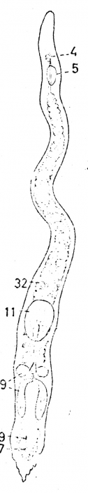 Asilomaria ampullata Asilomaria ampullata