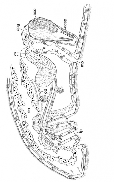 Asilomaria ampullata Asilomaria ampullata