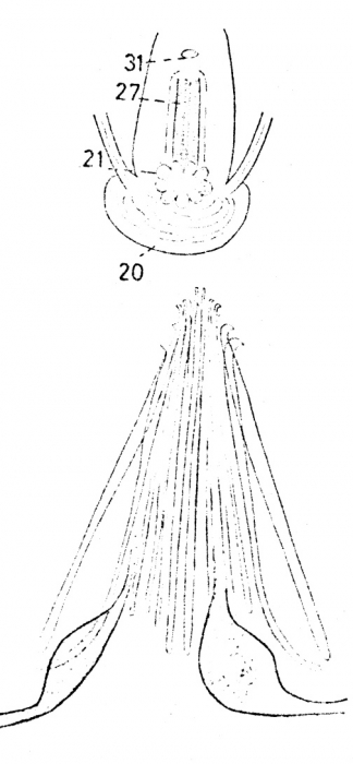 Asilomaria ampullata Asilomaria ampullata
