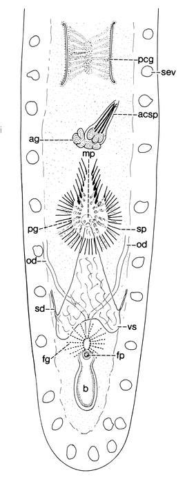 Calviria solaris Calviria solaris