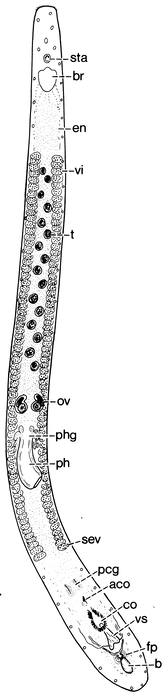 Calviria solaris Calviria solaris